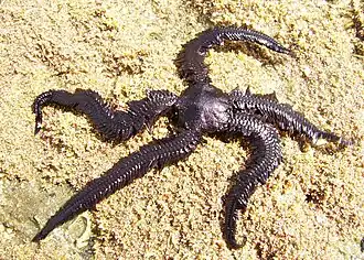 Ophiopteris antipodum