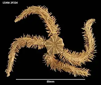 Ophiomitrella porrecta