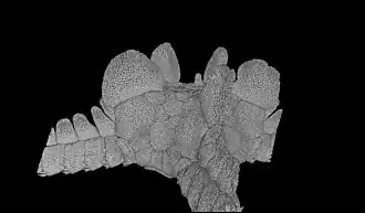 Ophiosteira antarctica