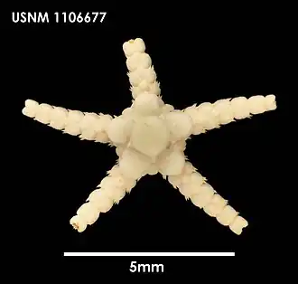 Ophiosteira bullivanti