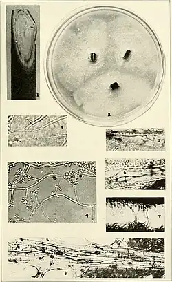 Sporothrix stadium van Ophiostoma ulmi: 4. Conidioforen met conidia