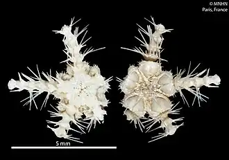 Ophiothamnus affinis