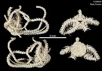 Ophiothamnus vicarius