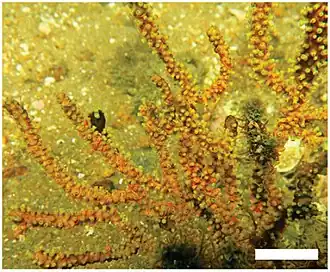 Heterogorgia uatumani