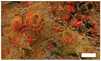 Mycale (Aegogropila) americana