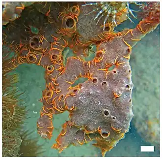 Mycale (Zygomycale) angulosa