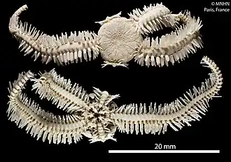 Ophiothrix crassispina