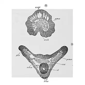 Brokkelster gastrula p.mes: primair mesenchym, s.mes: secundair mesenchym