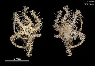 Ophiothrix spinosissima