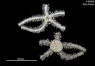 Ophiothrix tricuspida