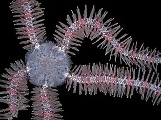 Ophiothrix trindadensis