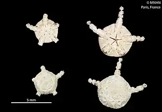 Ophiozonella sincera