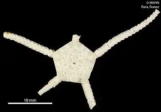 Ophiozonella contigua