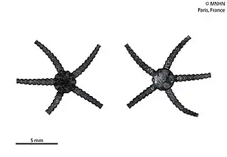 Ophiozonella novaecaledoniae