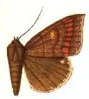 Achaea cuprizonea