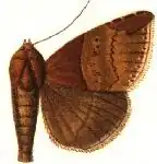Ophisma nobilis