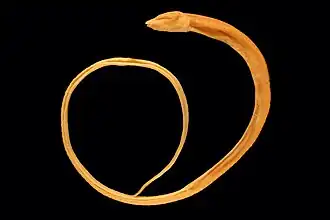 Ophisternon candidum