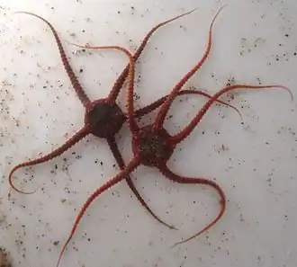 Kleine slangster (Ophiura albida)