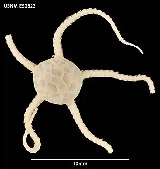 Ophiomastus meridionalis