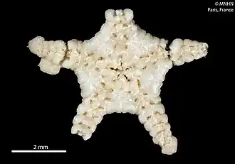 Ophiuraster belyaevi