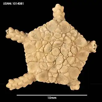 Ophioplinthus anceps