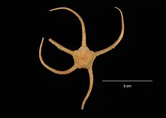 Ophioplinthus brevirima