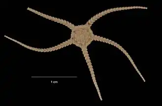 Ophioplinthus olstadi