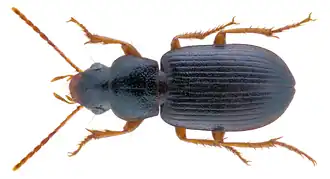 Ophonus subquadratus