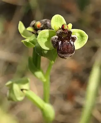 Ophrys bombyliflora