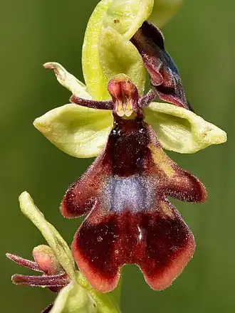 Vliegenorchis