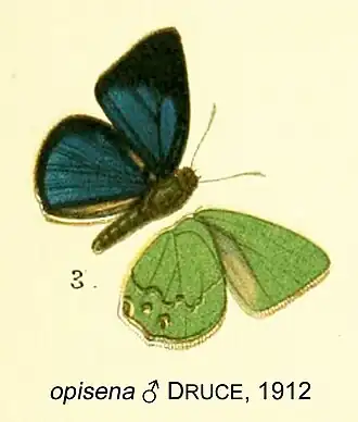 Erora opisena
