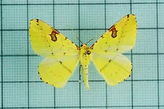 Opisthograptis moelleri