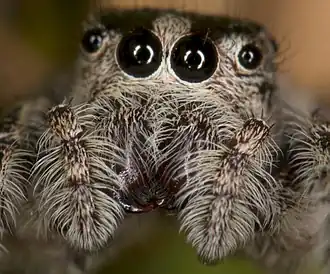 Opisthoncus parcedentatus