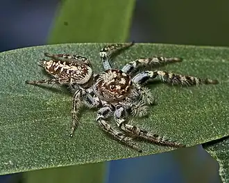 Opisthoncus quadratarius