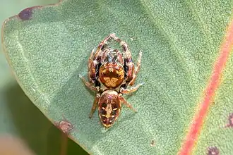 Opisthoncus sexmaculatus