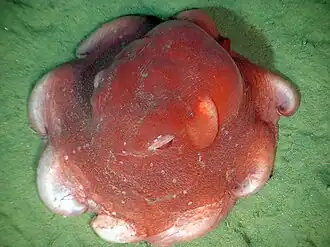 Opisthoteuthis californiana