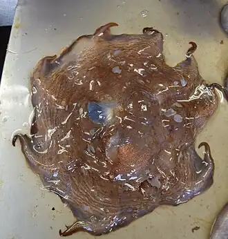 Opisthoteuthis depressa