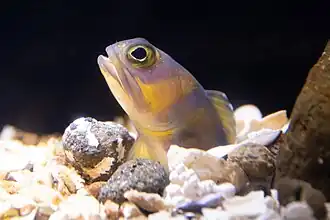 Opistognathus hopkinsi