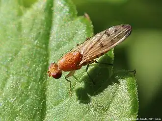 Opomyza florum