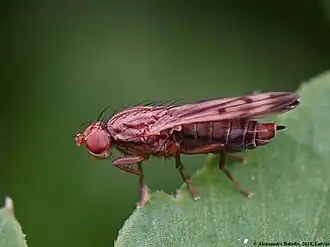 Opomyza germinationis