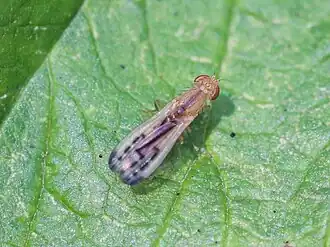 Opomyza lineatopunctata