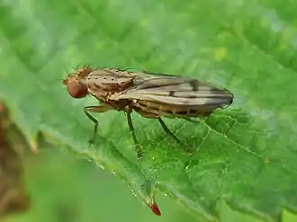 Opomyza petrei