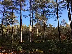 Zicht op opstanden van verschillende leeftijden