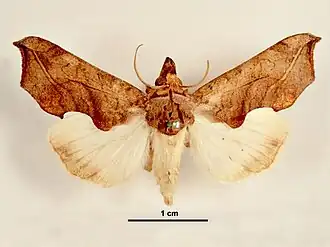 Oraesia emarginata