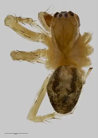 Oramiella wisei