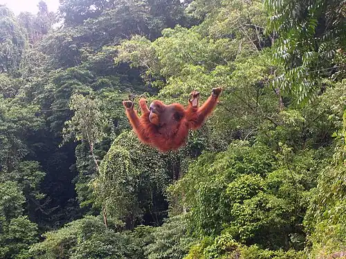 Sumatraanse orang-oetan in Bukit Lawang, Noord-Sumatra