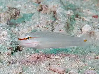 Amblygobius decussatus