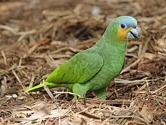 Oranjevleugelamazone