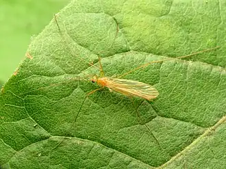 Atarba (Atarba) picticornis