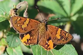 Celaenorrhinus galenus